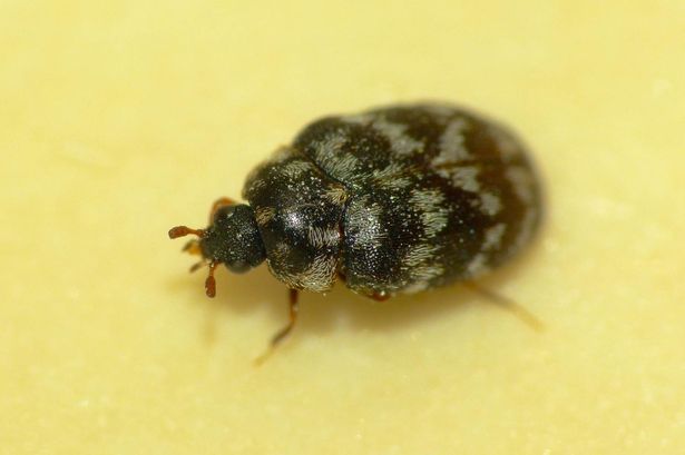 Beetle pest control Beetle pest control