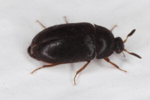 69d1f672f8dfc33350aab5fbf88fccbd bed bugs