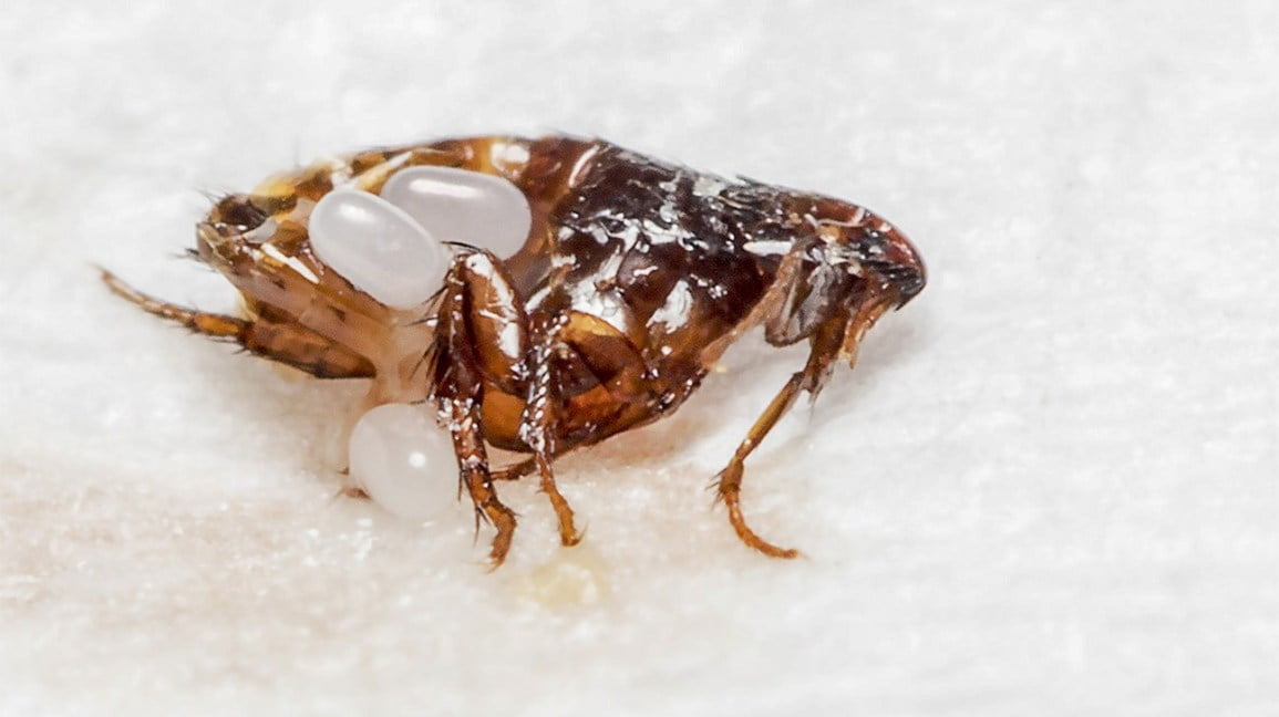 wasp control wasp control