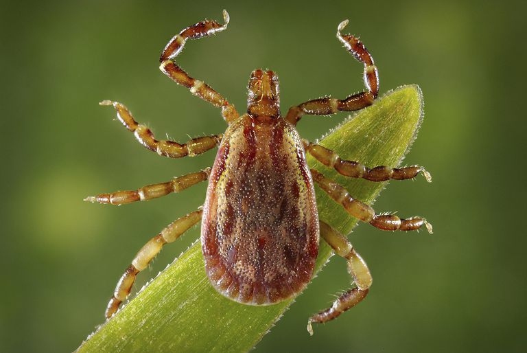 spider control spider control