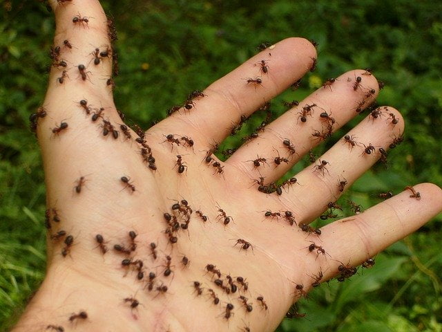 ants-4239_640 Tom pest control Perth