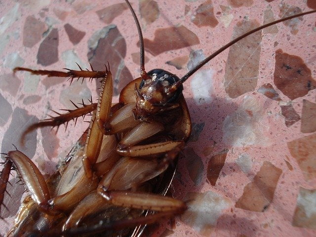cockroach control cockroach control