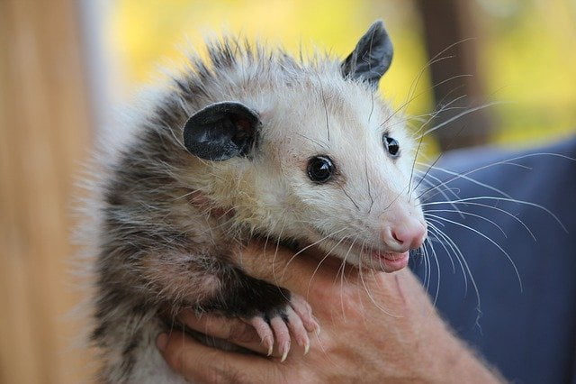 Possum Removal Service