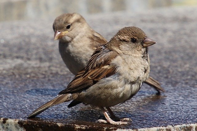 sparrows-3422216_640