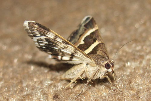 types of moth types of moth