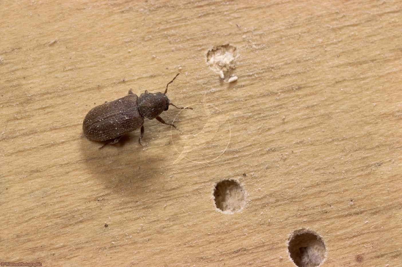 woodborer