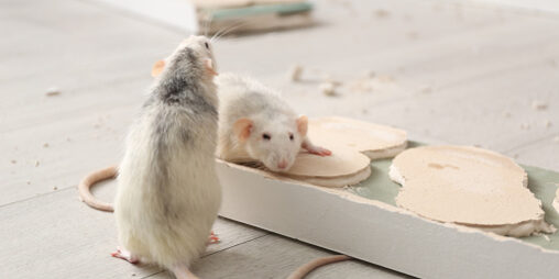 Rodent Infestation