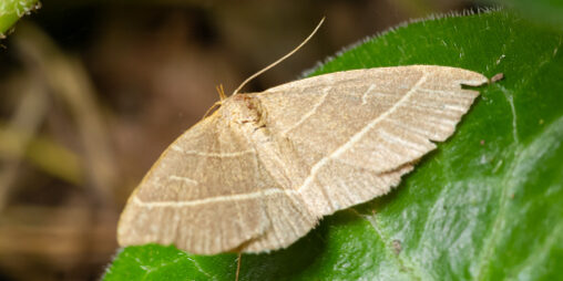 moth pest control