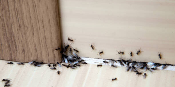 ant pest control