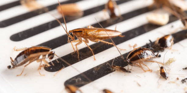 german cockroaches