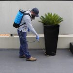 Pest Treatments In Perth