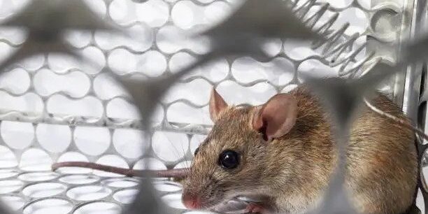 rodent removal