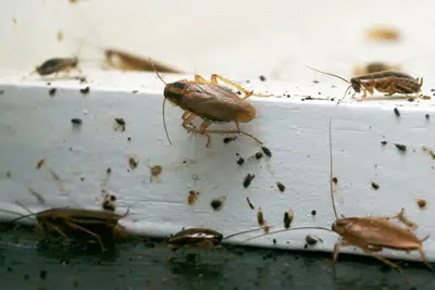 German-Cockroaches-Adult-German German Cockroaches Adult German