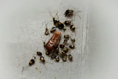 Baby German Cockroaches Around Egg Case