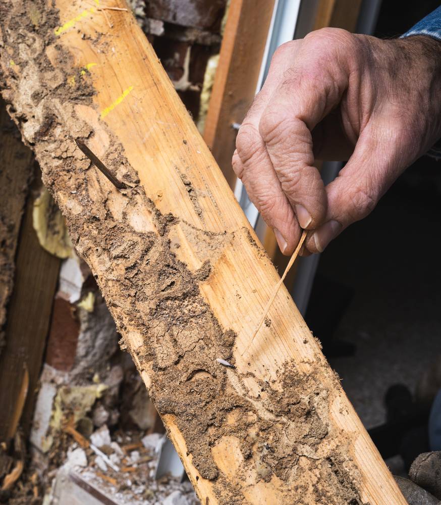 termite protection perth (1) termite protection perth (1)