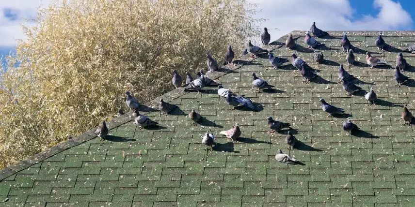 Bird Proofing and Pigeon Control