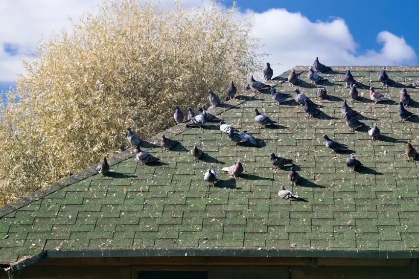 Bird Proofing and Pigeon Control