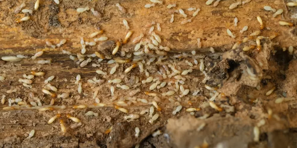 Everything You Need to Know About White Ants and How to Control Them
