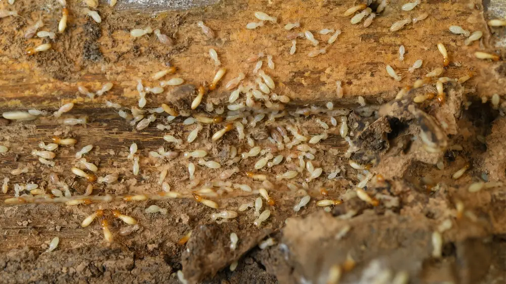 Everything You Need to Know About White Ants and How to Control Them